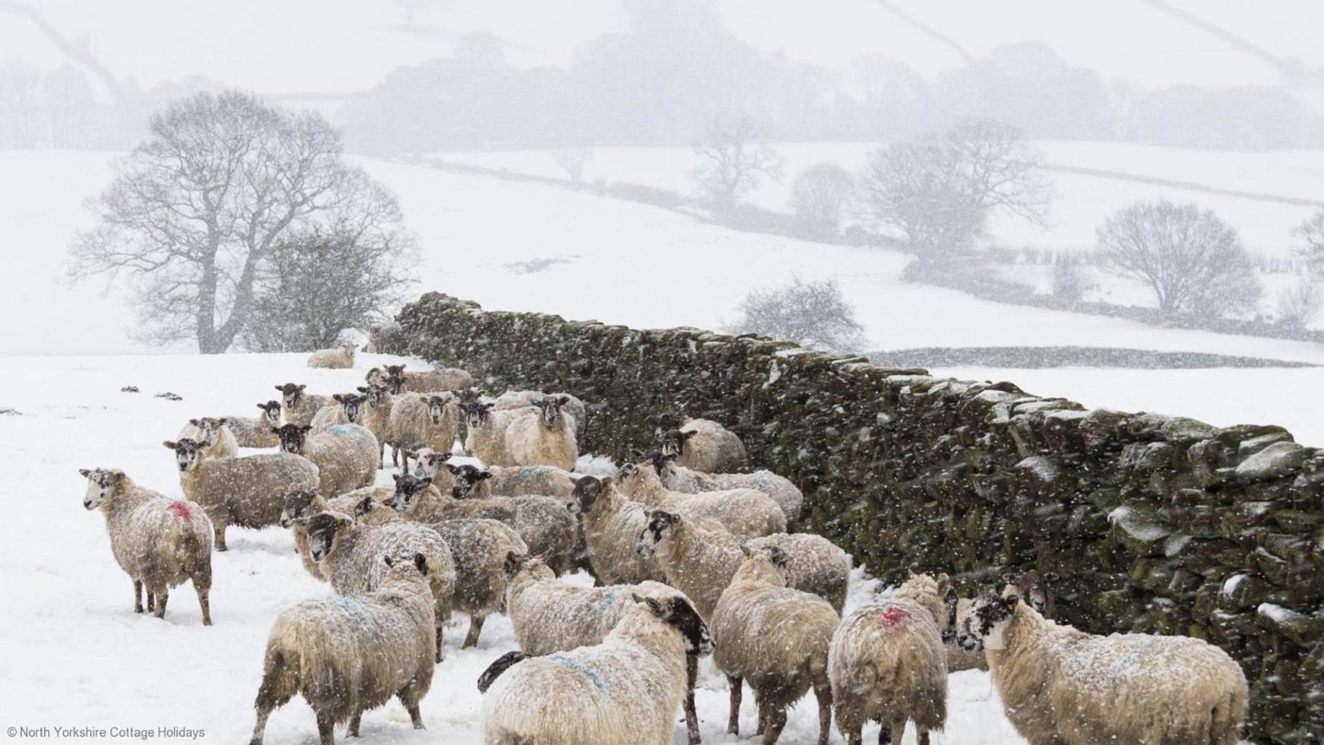 Picturesque Stone Cottage In The Heart Of North Yorkshire Village - Hideaway Cottage Eksteriør bilde